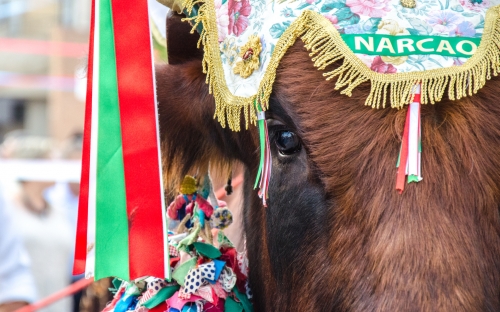 Un mese alla grande Festa: i buoi di Sant'Efisio sono pronti