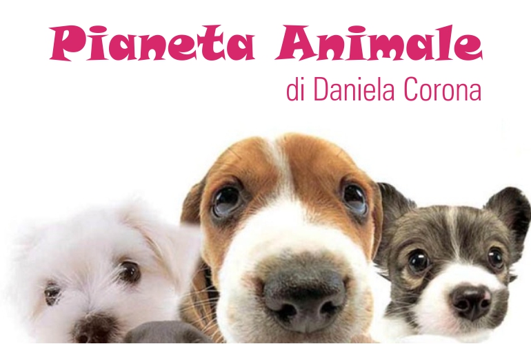 Pianeta Animale